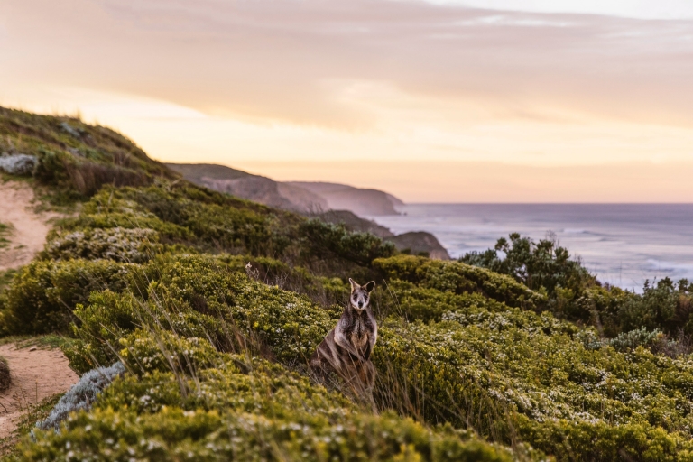 A kangaroo standing among green bushland with the ocean in the background along the Great Ocean Road, Victoria © Belinda VanZanen A kangaroo standing among green bushland with the ocean in the background along the Great Ocean Road, Victoria © Belinda VanZanen