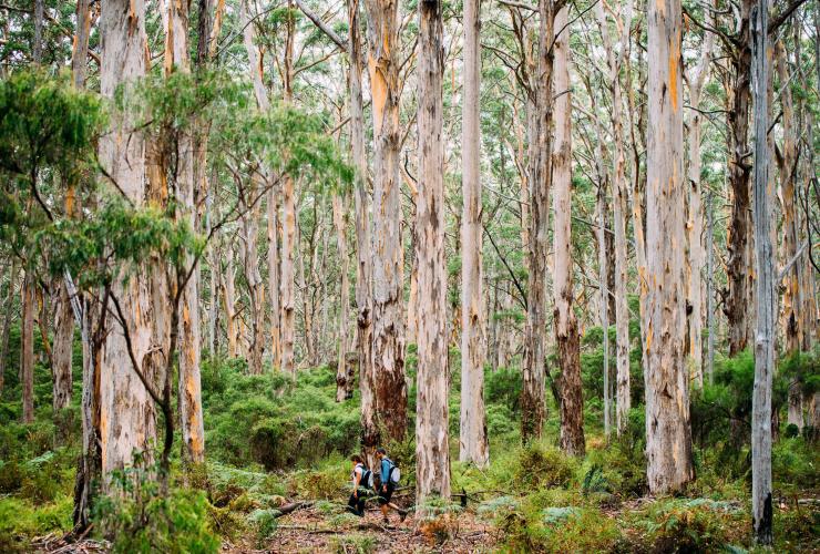 Boranup Forest, Margaret River region, WA © Elements Margaret River Boranup Forest, Margaret River region, WA © Elements Margaret River