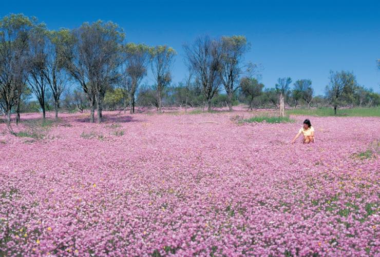 Wildflowers in bloom, Turquoise Coast, WA © Tourism Western Australia Wildflowers in bloom, Turquoise Coast, WA © Tourism Western Australia