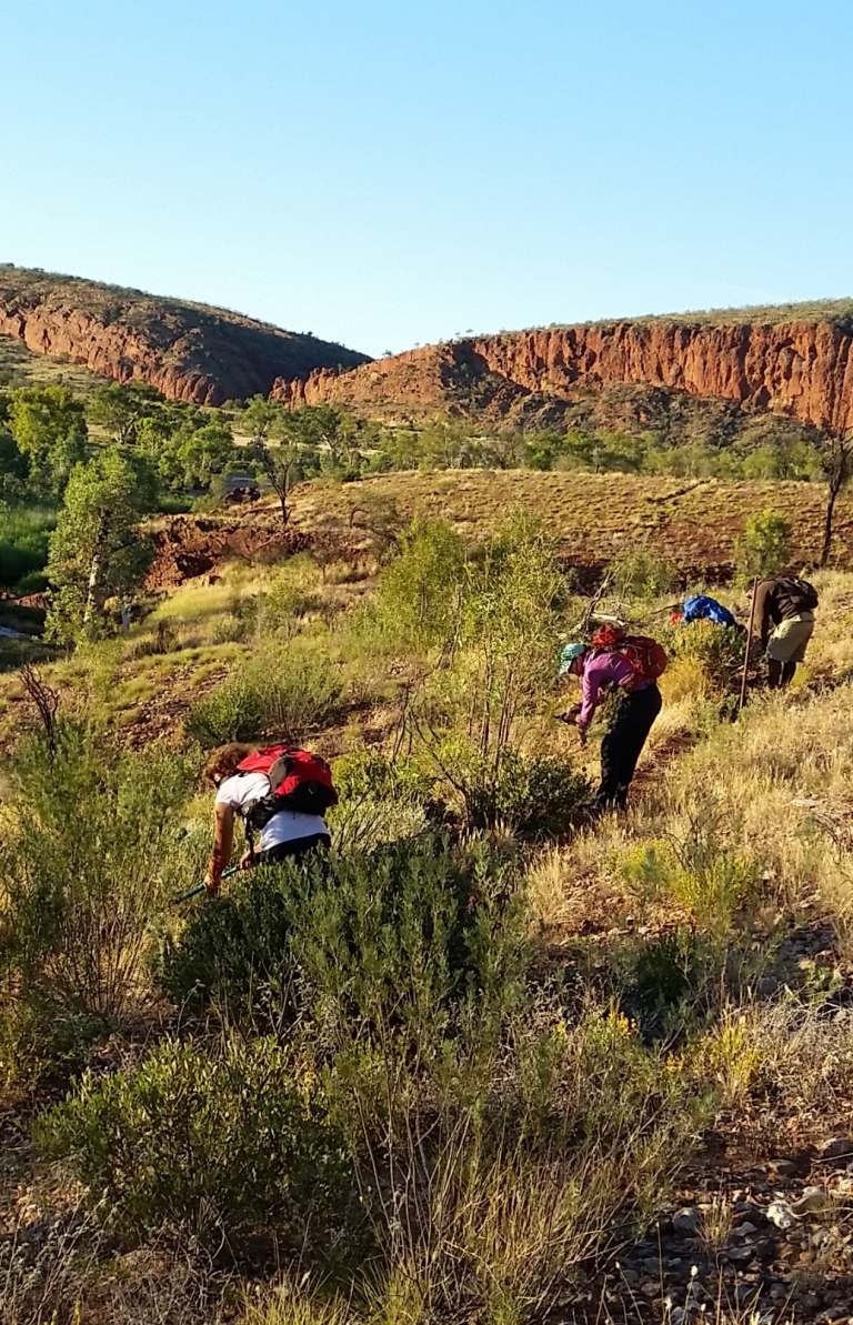 Larapinta Trail, Tjoritja/West MacDonnell National Park, NT © Trek Larapinta Larapinta Trail, Tjoritja/West MacDonnell National Park, NT © Trek Larapinta