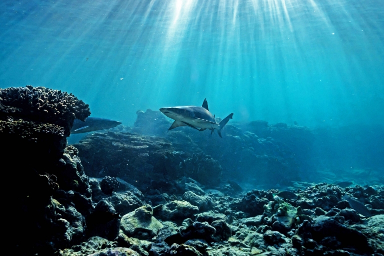 Un requin nageant au-dessus de la barrière de corail près de Lady Elliot Island dans le Queensland © James Vodicka Un requin nageant au-dessus de la barrière de corail près de Lady Elliot Island dans le Queensland © James Vodicka