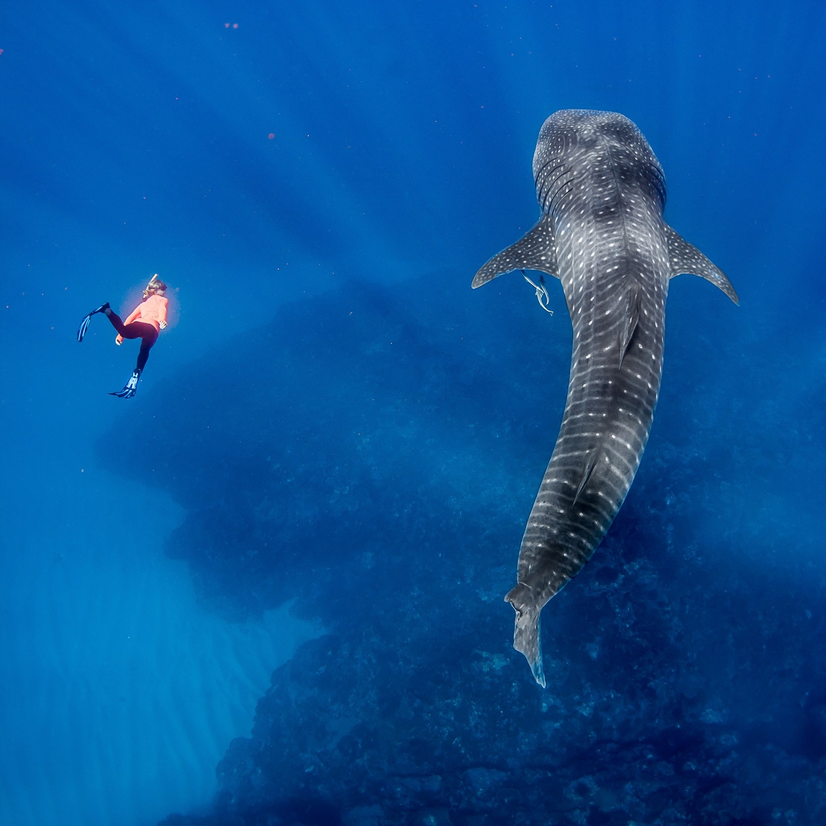 Un plongeur nage à côté d'un requin baleine près d'Exmouth © Chris Jansen/Live Ningaloo