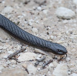 Black Tiger Snake, Cape du Couedic, Kangaroo Island, SA © Tourism Australia Black Tiger Snake, Cape du Couedic, Kangaroo Island, SA © Tourism Australia