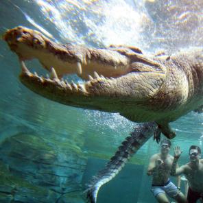 Crocodile encounters at Crocosaurus Cove, Northern Territory © Tourism NT/ Shaana McNaught Crocodile encounters at Crocosaurus Cove, Northern Territory © Tourism NT/ Shaana McNaught