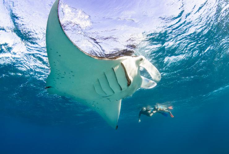 Des plongeurs nagent avec masque et tuba à côté d'une raie manta sur Lady Elliot Island © Tourism and Events Queensland Des plongeurs nagent avec masque et tuba à côté d'une raie manta sur Lady Elliot Island © Tourism and Events Queensland