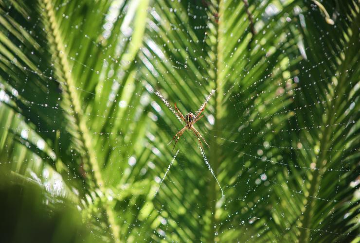 Une araignée sur une toile devant les palmiers à Mollymook © Alex Satriani/Unsplash Une araignée sur une toile devant les palmiers à Mollymook © Alex Satriani/Unsplash