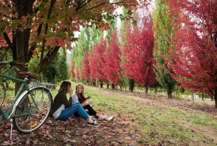 Nightingales Apple Orchards, Bright, High Country, Victoria © Visit Victoria Nightingales Apple Orchards, Bright, High Country, Victoria © Visit Victoria