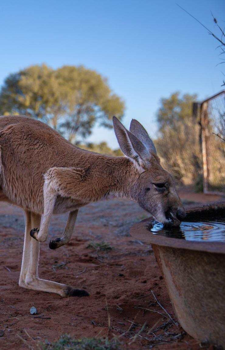 Kangaroo Sanctuary, Alice Springs, Territoire du Nord © Tourism Australia Kangaroo Sanctuary, Alice Springs, Territoire du Nord © Tourism Australia