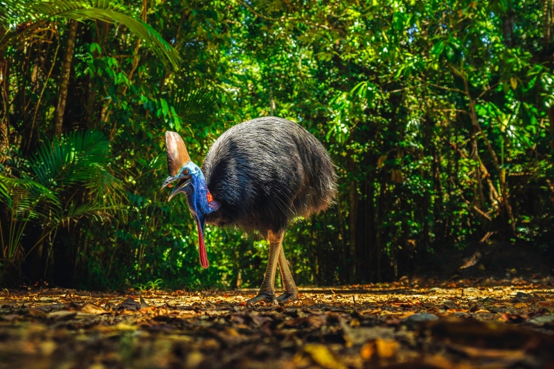 Cassowary dans la forêt tropicale de Daintree, Queensland © Tourism and Events Queensland