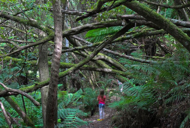 Myrtle Gully Track à Mont Wellington/kunanyi, Tasmanie © Tourism Tasmania & Kathryn Leahy Myrtle Gully Track à Mont Wellington/kunanyi, Tasmanie © Tourism Tasmania & Kathryn Leahy