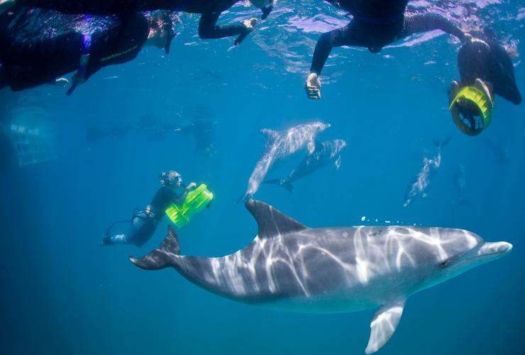 Nager avec les dauphins, Rockingham Wild Encounters, Rockingham, WA © Rockingham Wild Encounters Nager avec les dauphins, Rockingham Wild Encounters, Rockingham, WA © Rockingham Wild Encounters