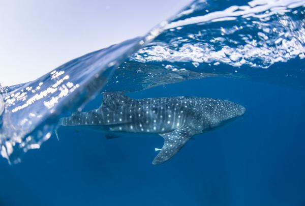 Requin-baleine, Ningaloo Reef, Coral Coast, WA © Sean Scott