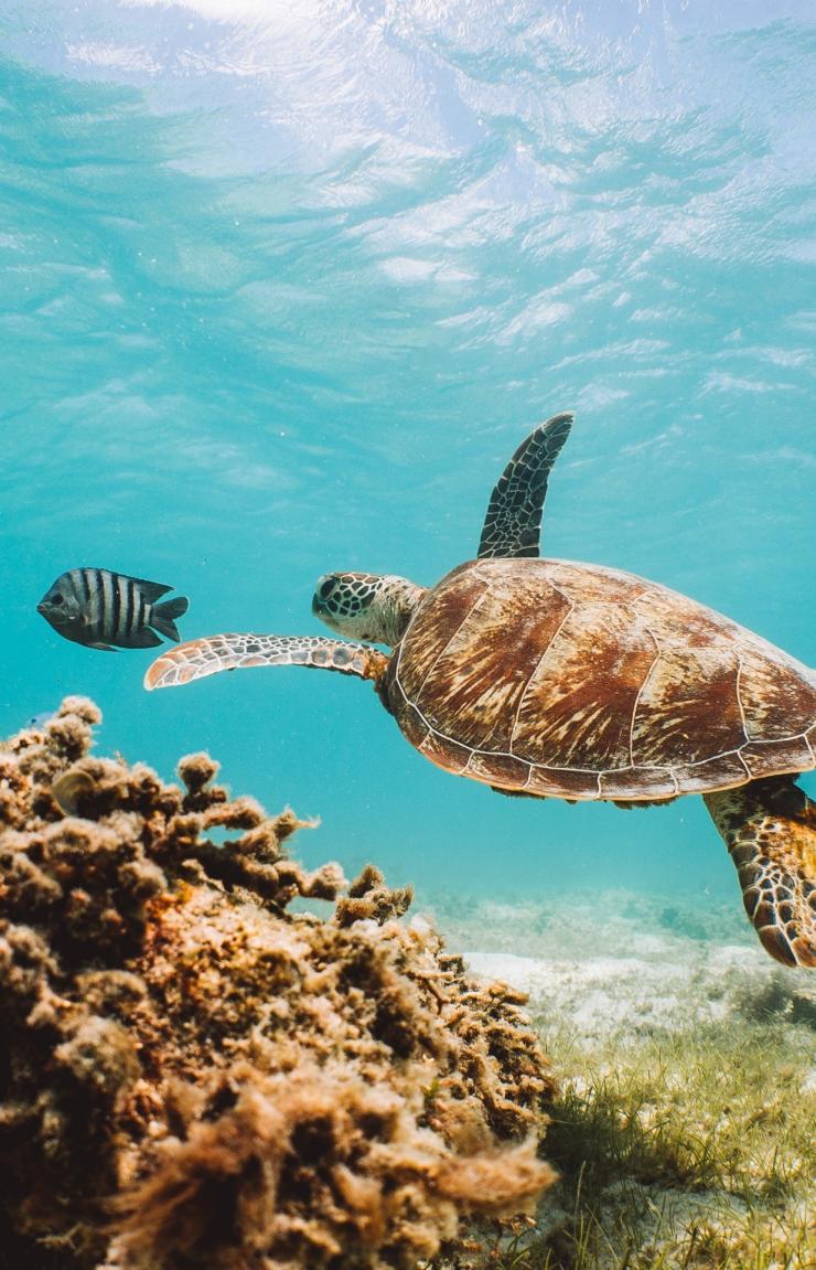 Lizard Island, Grande Barrière de Corail, QLD © Tourism Australia