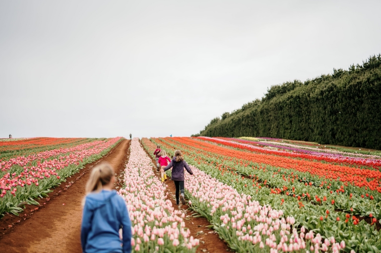Table Cape Tulip Farm, Wynyard, Tasmanie © Tourism Australia Table Cape Tulip Farm, Wynyard, Tasmanie © Tourism Australia