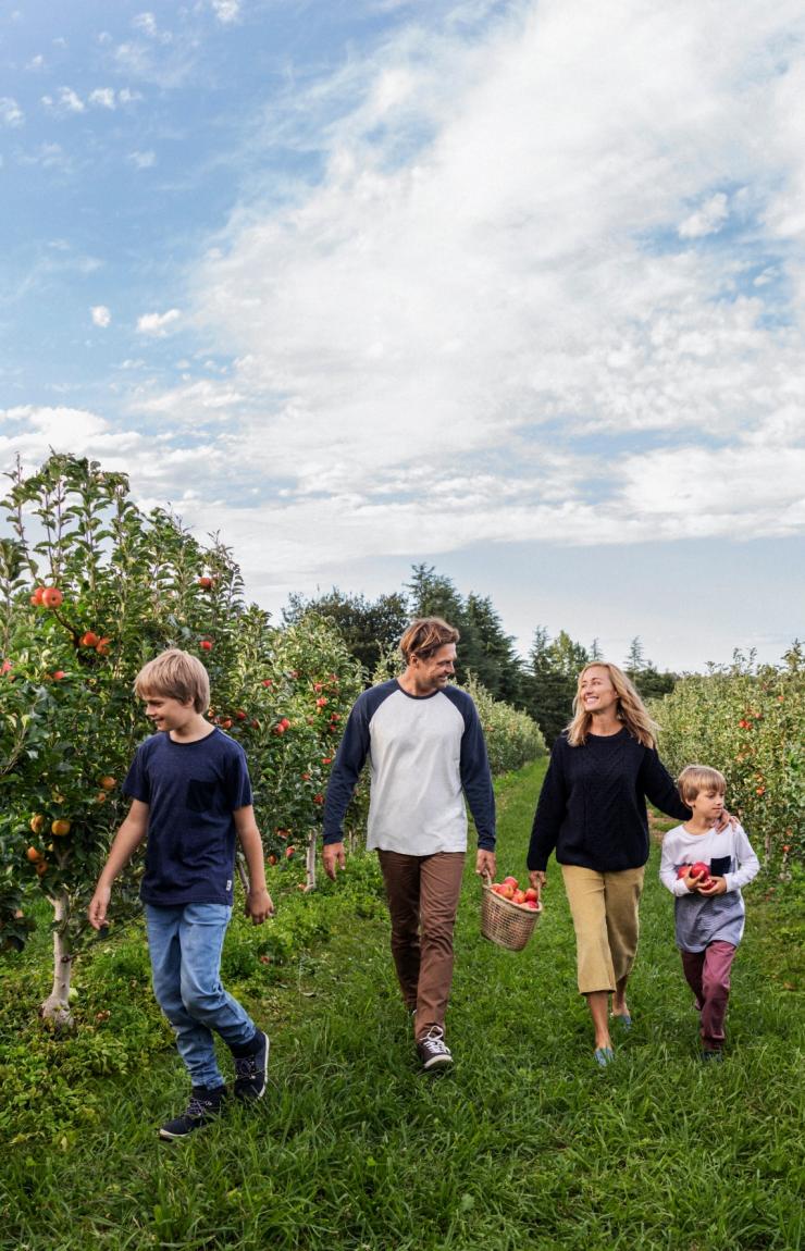 Famille cueillant des pommes au Shields Orchard à Bilpin © Destination NSW Famille cueillant des pommes au Shields Orchard à Bilpin © Destination NSW