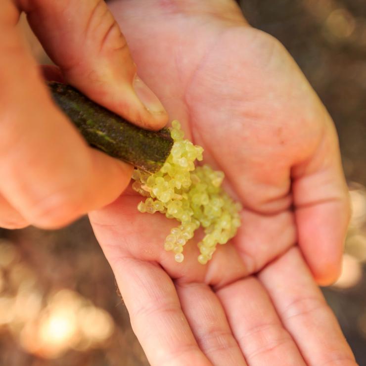 Main tenant des perles de citron caviar au Tropical Fruit World à Duranbah © Ryan Fowler/Destination Tweed Main tenant des perles de citron caviar au Tropical Fruit World à Duranbah © Ryan Fowler/Destination Tweed