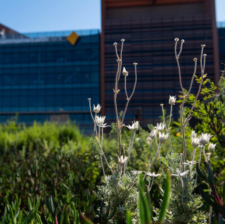 Plantes locales poussant au Yerrabingin Rooftop Garden à Sydney © Yerrabingin Rooftop Garden Plantes locales poussant au Yerrabingin Rooftop Garden à Sydney © Yerrabingin Rooftop Garden