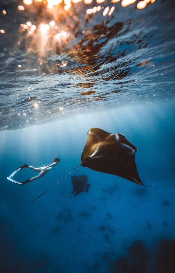 Une femme sous l'eau s'adonnant à la plongée avec masque et tuba en compagnie de deux raies manta près de Lady Elliot Island, Grande Barrière de Corail, Queensland © Tourism and Events Queensland