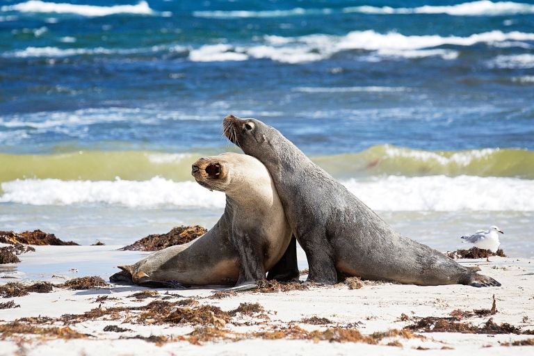 Deux lions de mer sur la plage du Seal Bay Conservation Park sur Kangaroo Island © Exceptional Kangaroo Island Deux lions de mer sur la plage du Seal Bay Conservation Park sur Kangaroo Island © Exceptional Kangaroo Island