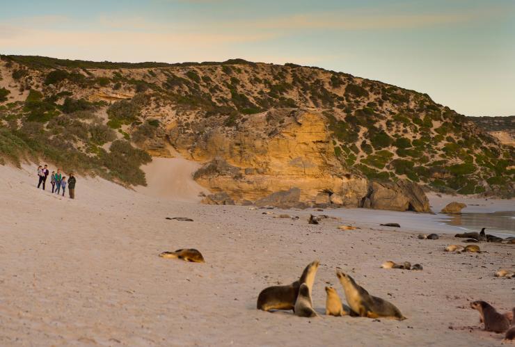 Une famille regarde des lions de mer sur la plage du Seal Bay Conservation Park sur Kangaroo Island © South Australian Tourism Commission Une famille regarde des lions de mer sur la plage du Seal Bay Conservation Park sur Kangaroo Island © South Australian Tourism Commission