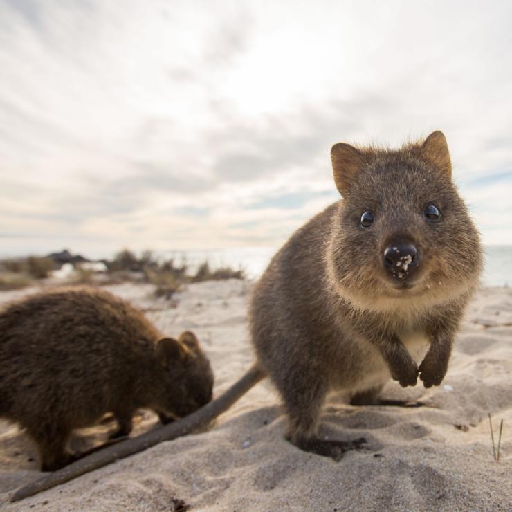 Quokkas sur la plage de Rottnest Island © Allan Dixon Quokkas sur la plage de Rottnest Island © Allan Dixon