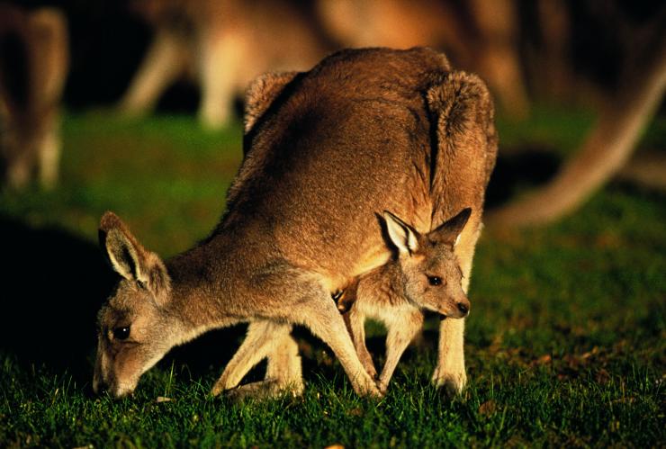 Kangourou avec un petit dans sa poche sur le terrain de golf d'Anglesea Golf Course à Anglesea © Visit Victoria Kangourou avec un petit dans sa poche sur le terrain de golf d'Anglesea Golf Course à Anglesea © Visit Victoria