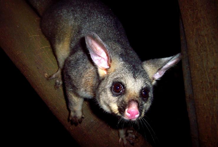 Un opossum à queue en brosse aperçu la nuit lors d'un Boutique Wildlife Tour dans les Southern Highlands © Boutique Wildlife Tours Un opossum à queue en brosse aperçu la nuit lors d'un Boutique Wildlife Tour dans les Southern Highlands © Boutique Wildlife Tours