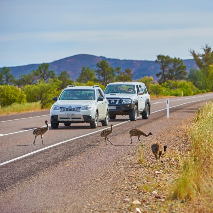 Voitures arrêtées pour laisser des émeus traverser la route dans l'Ikara-Flinders Ranges National Park © South Australian Tourism Commission Voitures arrêtées pour laisser des émeus traverser la route dans l'Ikara-Flinders Ranges National Park © South Australian Tourism Commission