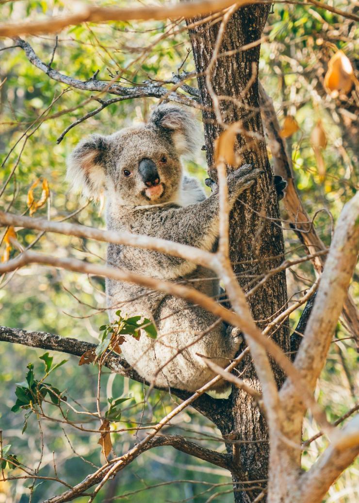 Koala dans les arbres sur Magnetic Island © Tourism and Events Queensland Koala dans les arbres sur Magnetic Island © Tourism and Events Queensland