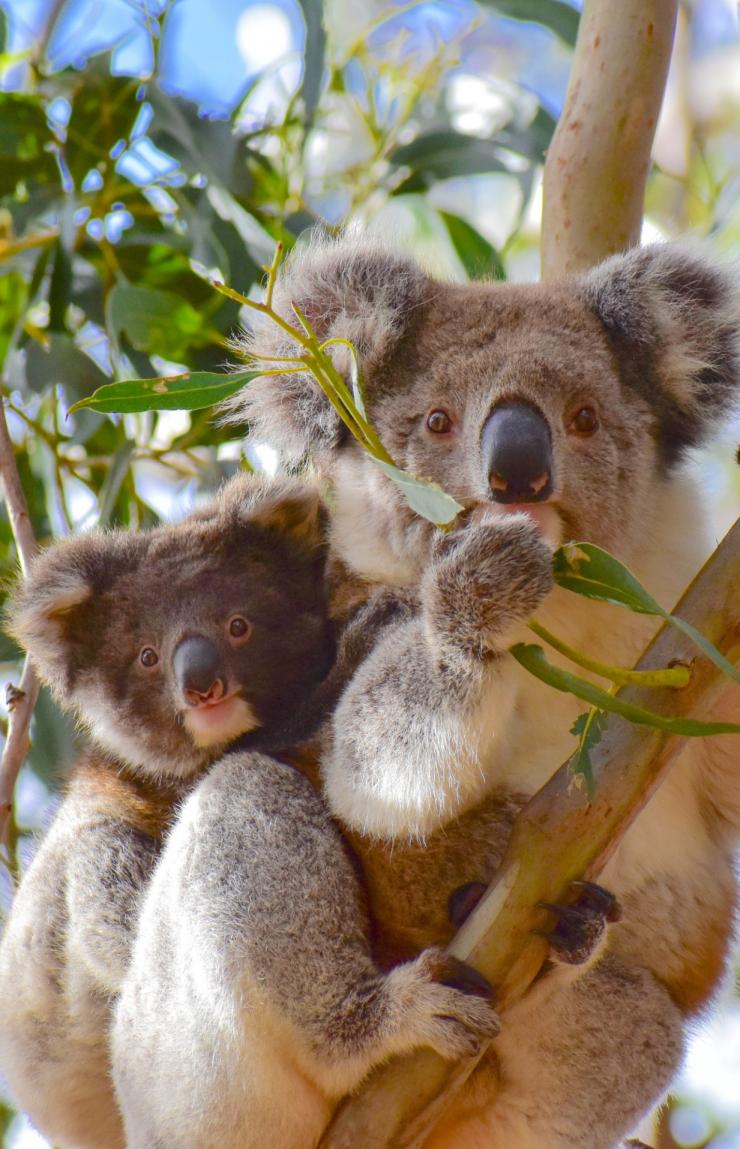 Un koala et son petit assis dans un arbre sur Kangaroo Island, Australie du Sud © Exceptional Kangaroo Island