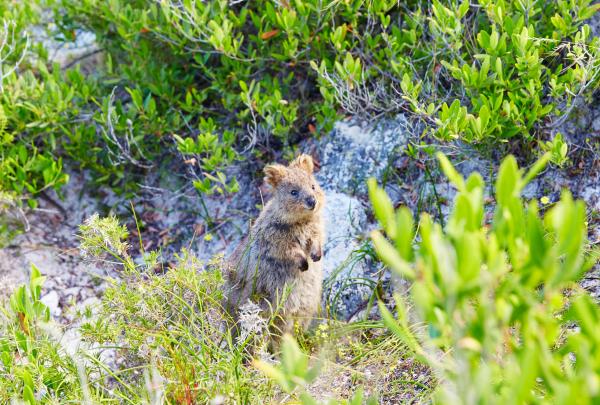 Un quokka sort furtivement la tête des sous-bois herbeux de Rottnest Island, en Australie Occidentale © Rottnest Island Authority