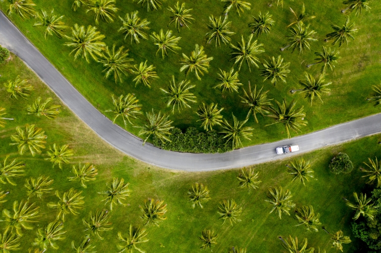 Aerial of car driving through palm trees in Tropical North Queensland © Tourism and Events Queensland / Sean Scott. Aerial of car driving through palm trees in Tropical North Queensland © Tourism and Events Queensland / Sean Scott.