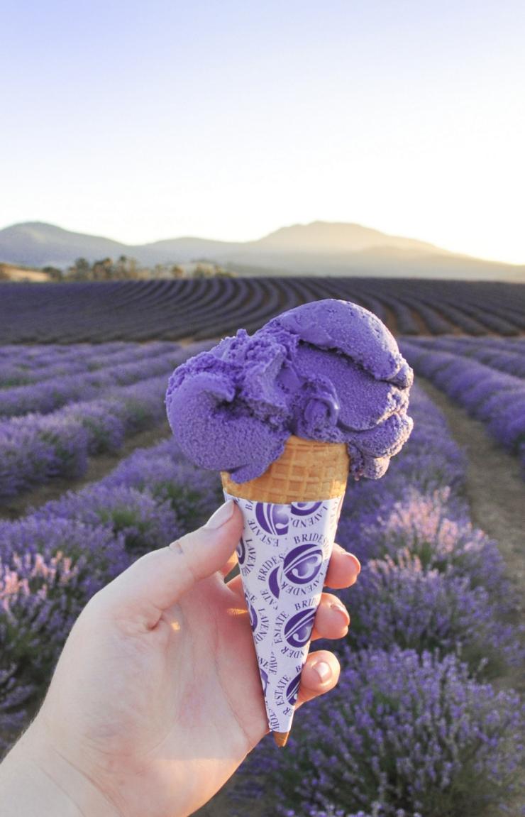 Bridestowe Lavender Estate, Nabowla, TAS © Bridestowe Lavender Estate Bridestowe Lavender Estate, Nabowla, TAS © Bridestowe Lavender Estate