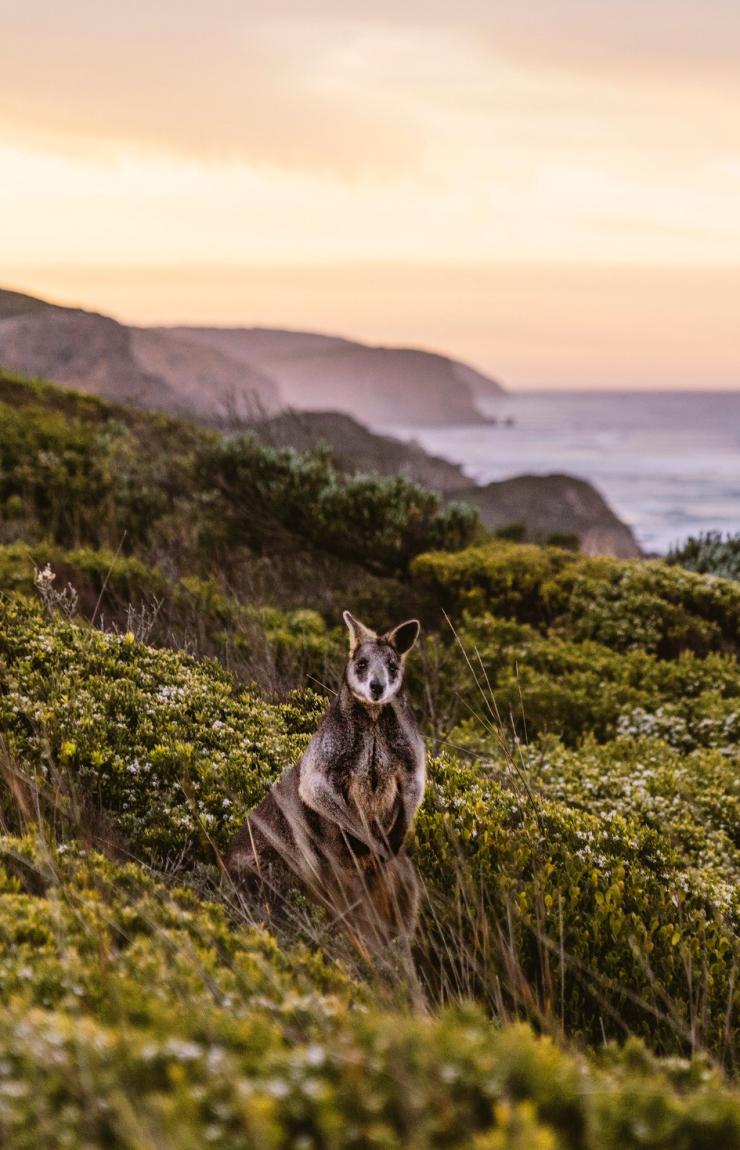Great Ocean Road, Victoria © Belinda VanZanen Great Ocean Road, Victoria © Belinda VanZanen