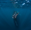Baignade avec requin baleine à Ningaloo Reef © Tourism Western Australia