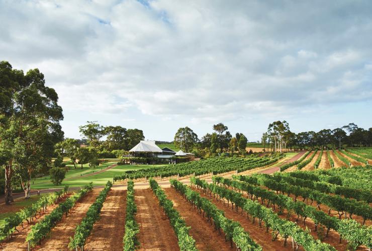 Vasse Felix Estate, Cowaramup, WA © Vasse Felix Vasse Felix Estate, Cowaramup, WA © Vasse Felix