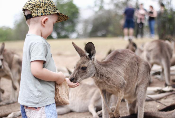 Lone Pine Koala Sanctuary, Brisbane, QLD © Lone Pine Koala Sanctuary Lone Pine Koala Sanctuary, Brisbane, QLD © Lone Pine Koala Sanctuary