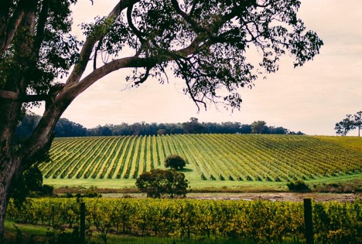 Kebun Anggur, Margaret River region, WA © Mark Boskell, Elements Margaret River Kebun Anggur, Margaret River region, WA © Mark Boskell, Elements Margaret River