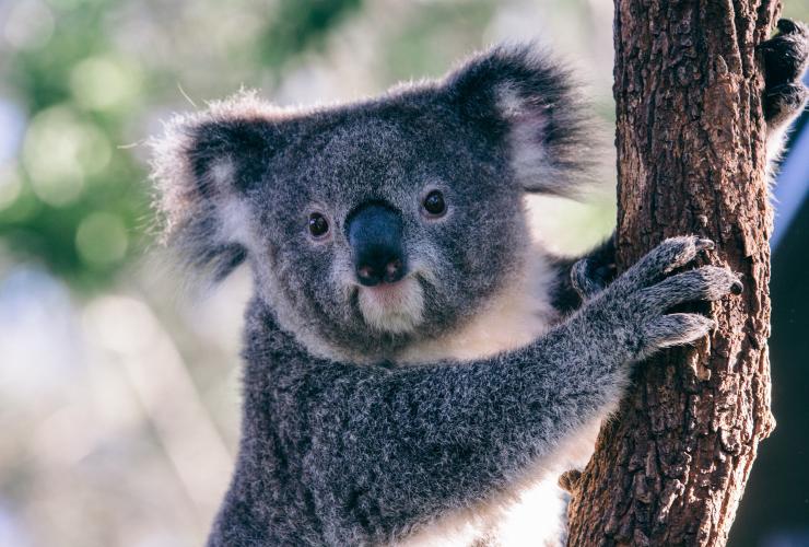 Koala di Taronga Zoo, Sydney, NSW © Tourism Australia Koala di Taronga Zoo, Sydney, NSW © Tourism Australia
