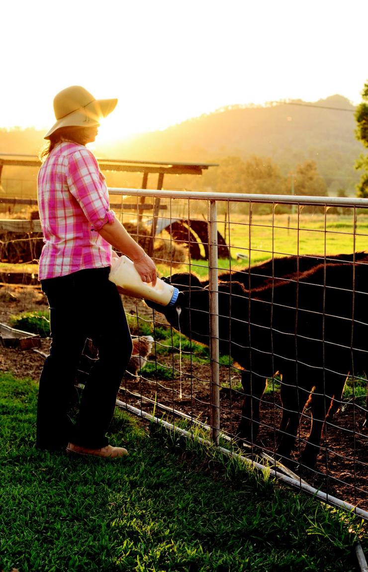Tommerup's Dairy Farm, Kerry, QLD © Matt Raimondo Tommerup's Dairy Farm, Kerry, QLD © Matt Raimondo