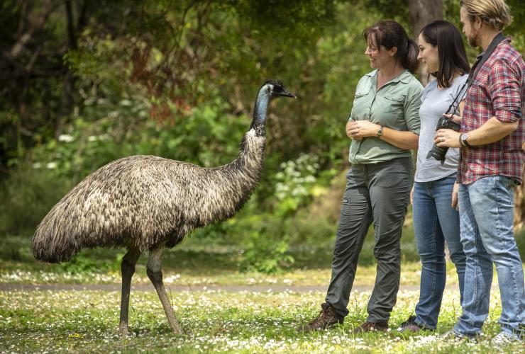 Pasangan bersama pemandu berdiri di samping emu di Tower Hill Wildlife Reserve di Tower Hill © Archie Sartracom Pasangan bersama pemandu berdiri di samping emu di Tower Hill Wildlife Reserve di Tower Hill © Archie Sartracom