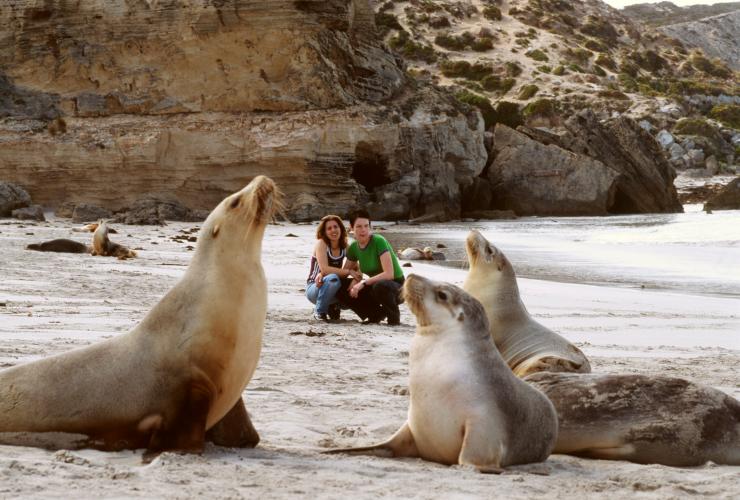 Pasangan berjongkok di pantai menyaksikan singa laut di Kangaroo Island © Tourism Australia Pasangan berjongkok di pantai menyaksikan singa laut di Kangaroo Island © Tourism Australia
