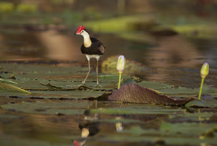 Burung Jacana Jambul Sisir di Water Lilies di Bamurru Plains di Point Stuart © Wild Bush Luxury Burung Jacana Jambul Sisir di Water Lilies di Bamurru Plains di Point Stuart © Wild Bush Luxury