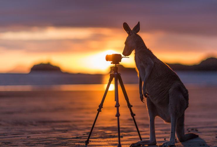 Kanguru mengamati kamera di Cape Hillsborough National Park © Matt Glastonbury/Tourism and Events Queensland Kanguru mengamati kamera di Cape Hillsborough National Park © Matt Glastonbury/Tourism and Events Queensland
