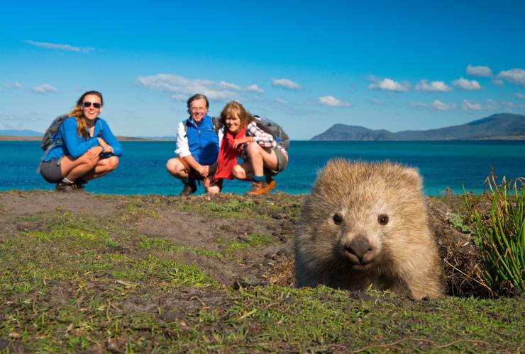 Pengunjung mengamati wombat dari kejauhan di The Maria Island Walk di Maria Island © The Maria Island Walk Pengunjung mengamati wombat dari kejauhan di The Maria Island Walk di Maria Island © The Maria Island Walk