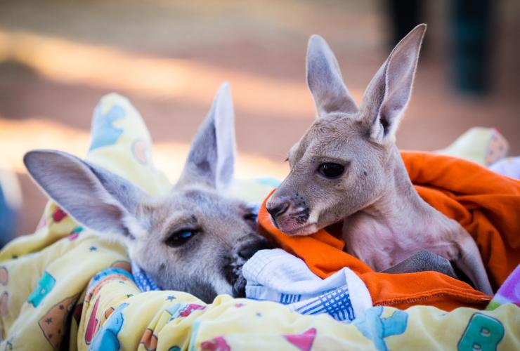The Kangaroo Sanctuary, Alice Springs, Northern Territory © Tourism NT/Jewels Lynch The Kangaroo Sanctuary, Alice Springs, Northern Territory © Tourism NT/Jewels Lynch
