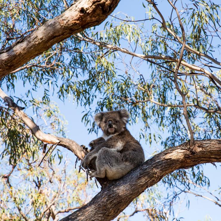 Raymond Island, Gippsland, VIC © Visit Victoria Raymond Island, Gippsland, VIC © Visit Victoria