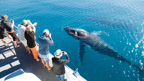 Mengamati paus, Hervey Bay, QLD © Matthew Taylor, Tourism and Events Queensland