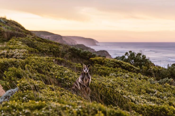 Great Ocean Road, Victoria © Belinda VanZanen