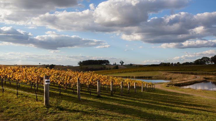 Vineyard, Orange, NSW © Taste Orange Vineyard, Orange, NSW © Taste Orange